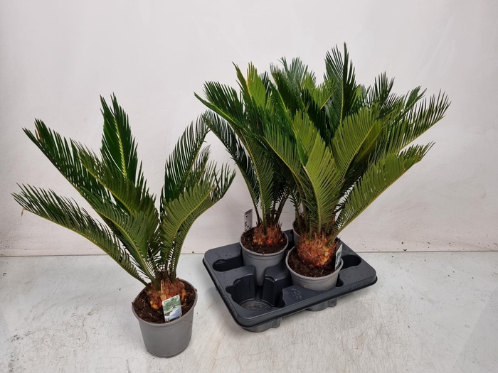<h4>CYCAS REVOLUTA</h4>