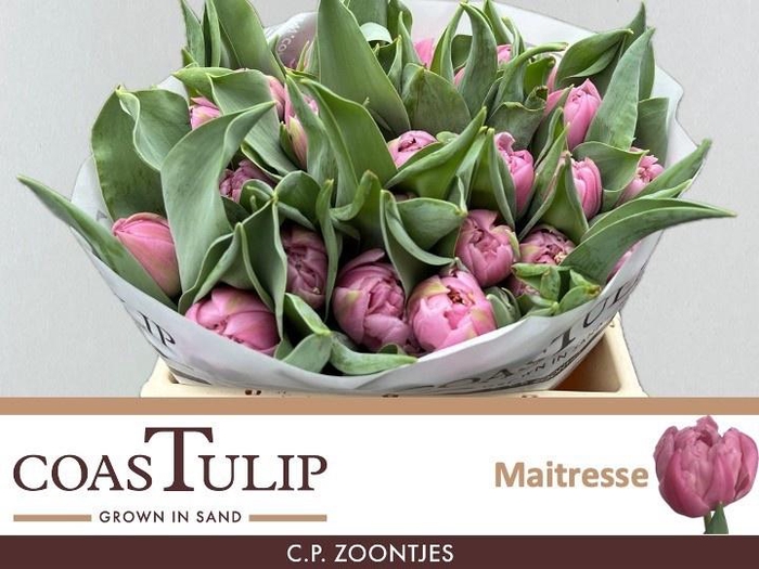 <h4>TU DU MAITRESSE</h4>