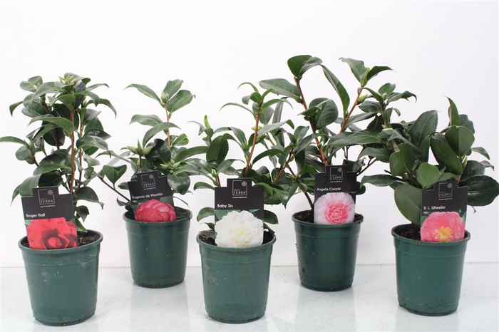 <h4>Camellia Jap Gemengd</h4>