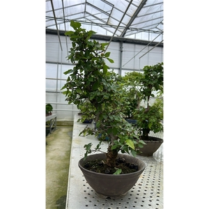 Carpinus coreana, pot 22 cm. Height 50cm. (sinlge item)