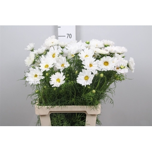 Cosmos Bipin Pink