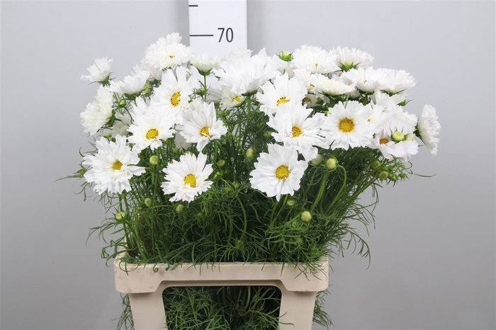 <h4>Cosmos Bipinnatus</h4>