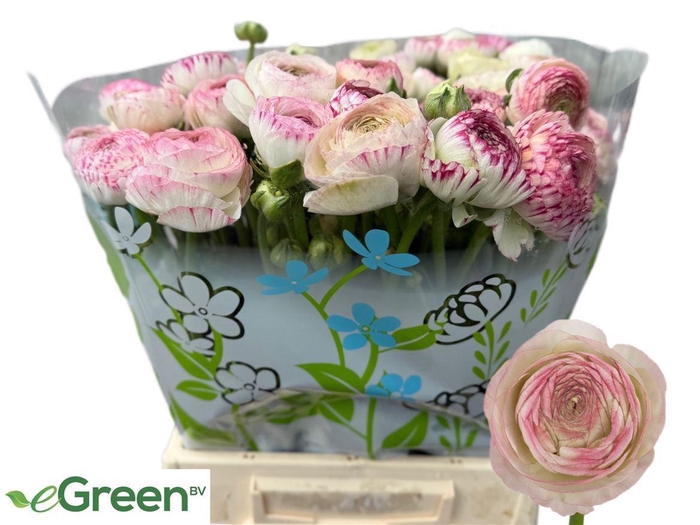 <h4>Ran Aazur Pi Stripe</h4>