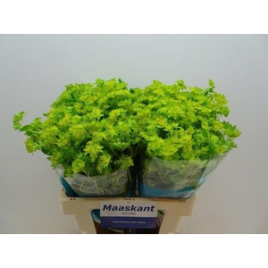 Bupleurum Rotundifol