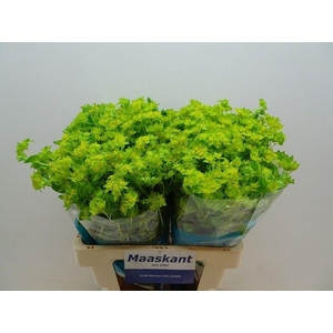Bupleurum Rotundifol