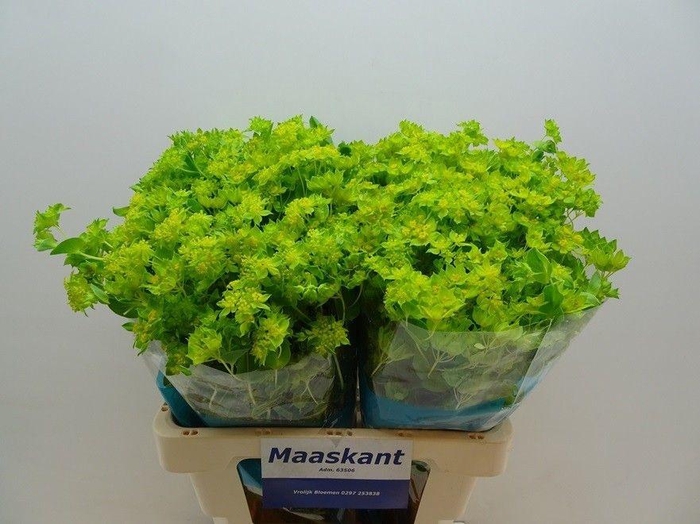 <h4>Bupleurum Rotundifol</h4>