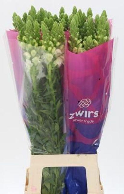 <h4>ANTIR POTO WHITE@</h4>