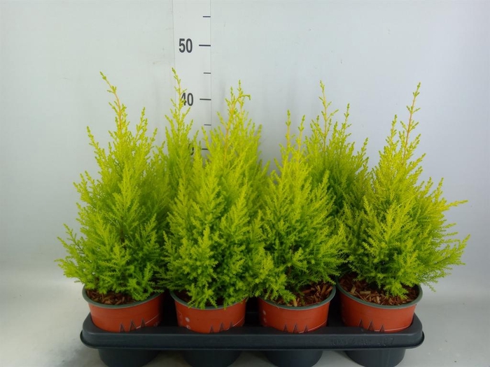 <h4>Cupressus macro. 'Goldcrest Wilma'</h4>