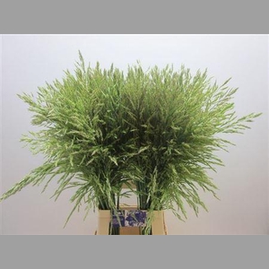 Panic Mi Umbrella( Bont)