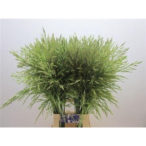 Siergras Panic Mi Umbrella