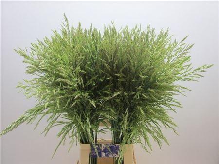 <h4>Siergras Panic Mi Umbrella</h4>