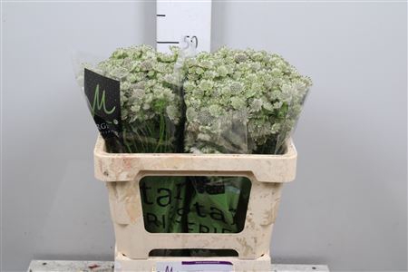 <h4>Astrantia major 'Million Stars'</h4>