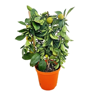 Citrus calamondin