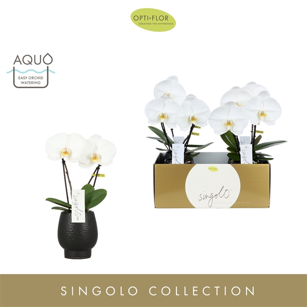 <h4>Singolo & Co Tosha in Abruzzo Black Aquo</h4>