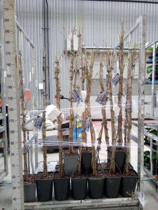 <h4>Wisteria florib. 'Domino'</h4>
