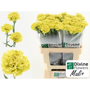 Dianthus ST 'Mali'