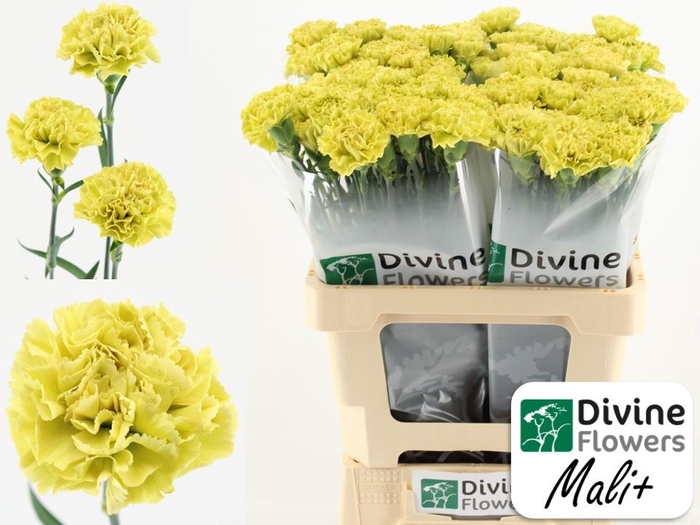 <h4>Dianthus ST 'Mali'</h4>