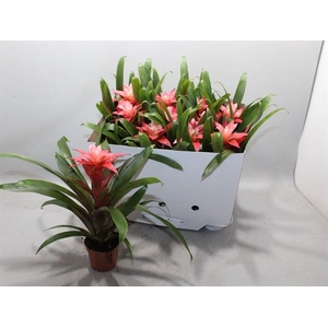 Guzmania Libby 9Ø 25cm