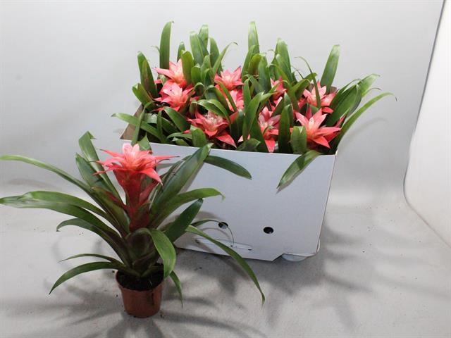 Guzmania Libby 9Ø 25cm