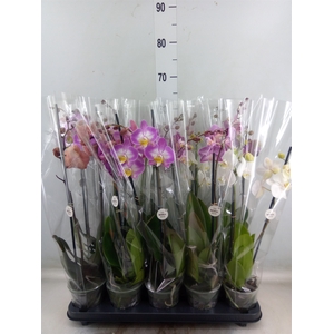 Phalaenopsis   ...mix