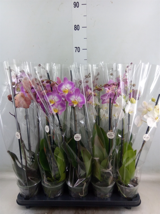 <h4>Phalaenopsis   ...mix</h4>