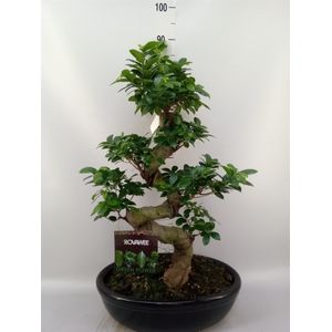 Ficus microcarpa 'Ginseng'