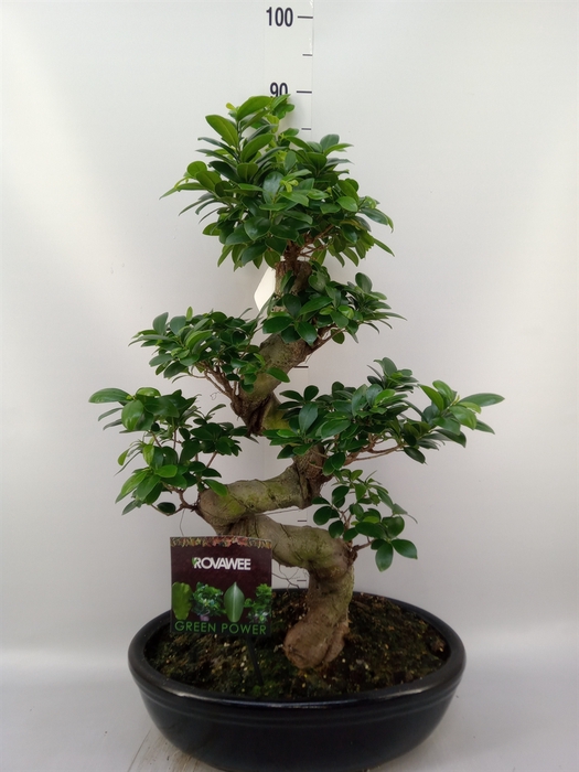 <h4>Ficus microcarpa 'Ginseng'</h4>