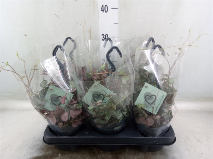 <h4>Ceropegia woodii ssp. woodii</h4>