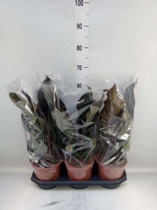 <h4>Philodendron  'Imperial Red'</h4>