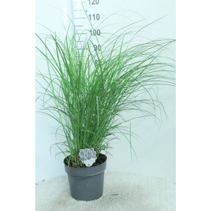 Miscanthus sin. 'Red Chief'