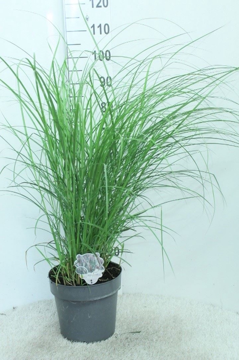 <h4>Miscanthus sin. 'Red Chief'</h4>