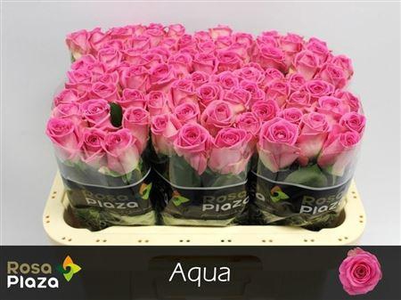 <h4>R Gr Aqua</h4>