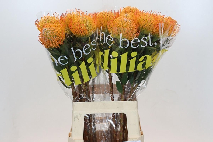 <h4>Leuco Ayoba Sun</h4>