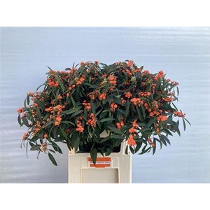 Euph F T Queen Orange