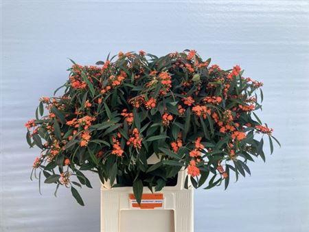 <h4>Euph F T Queen Orange</h4>