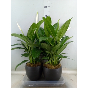 Spathiphyllum  'Bingo Cupido'