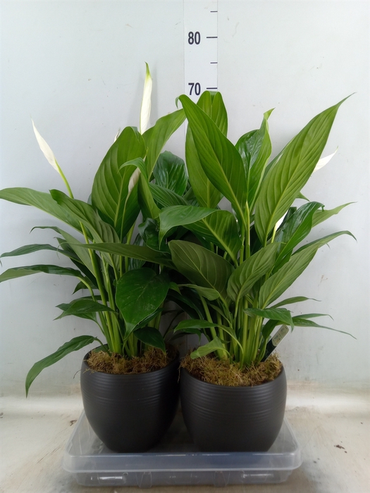 <h4>Spathiphyllum  'Bingo Cupido'</h4>