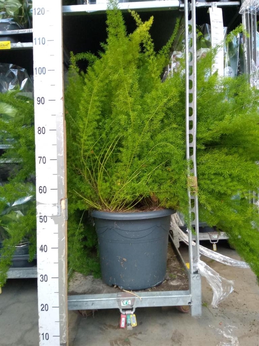 <h4>Asparagus dens. 'Meyers'</h4>