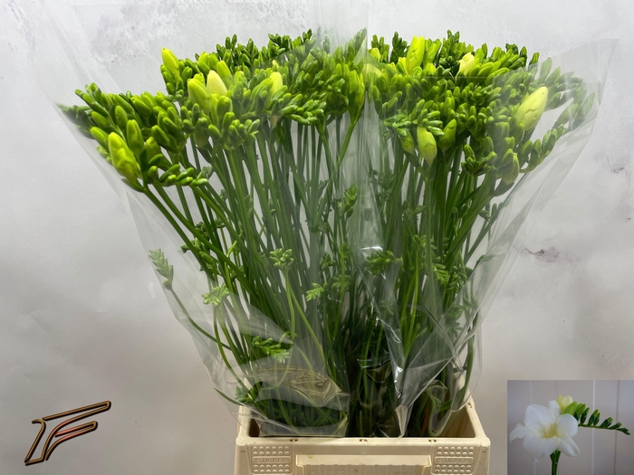 <h4>FR EN AMBIANCE</h4>