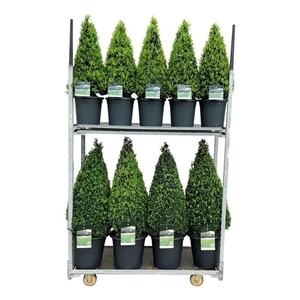 Buxus sempervirens