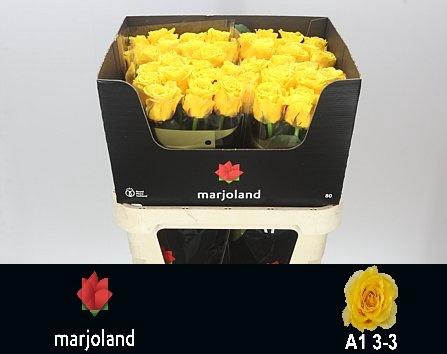 <h4>R GR PALMARES!</h4>