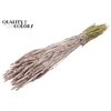 Triticum per bunch Champagne