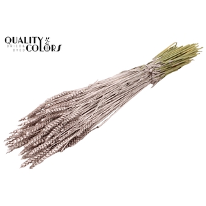 Triticum per bunch Champagne