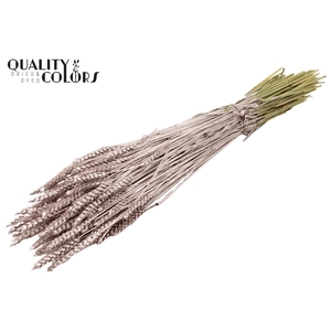 Triticum per bunch Champagne
