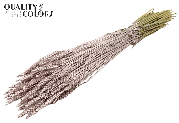 Triticum per bunch Champagne