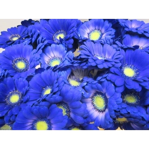 Ge Mi G Blauw