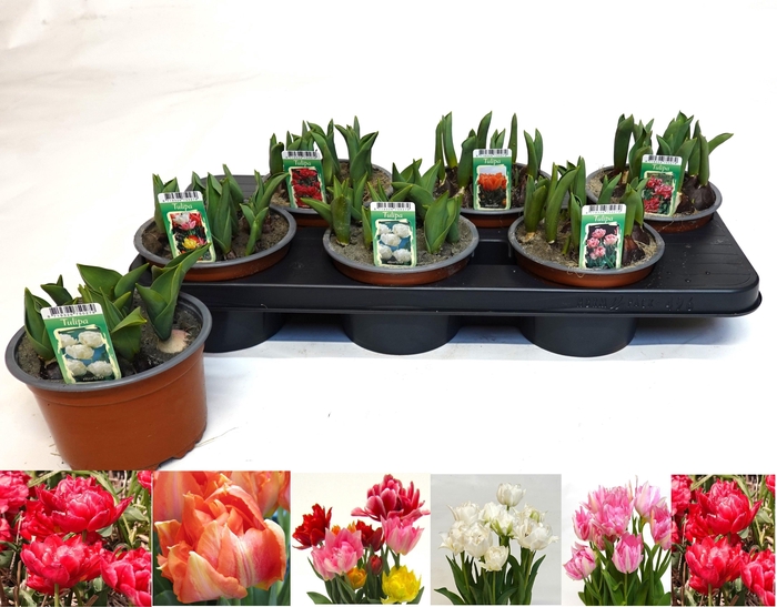 <h4>TUL D OV GEM</h4>