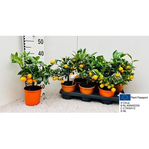 CITR MICROCARPA