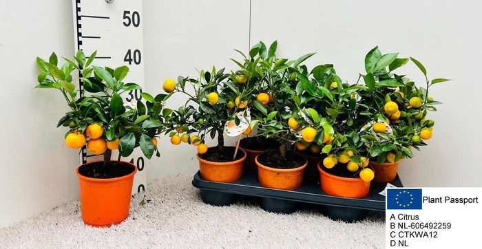 <h4>CITR MICROCARPA</h4>