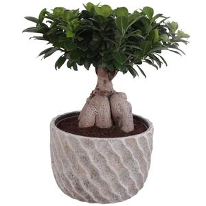 Ficus m. Ginseng Ball Shape Ø24cm in Ø27cm Ceramic NT668